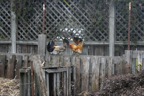 Henry with two wives checking on the compost.