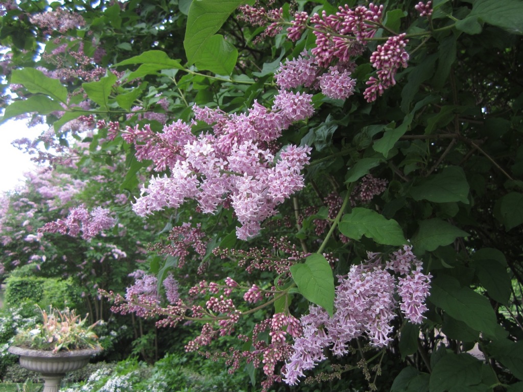 Lilacs in bloom in Regent's park. Photo by WSM